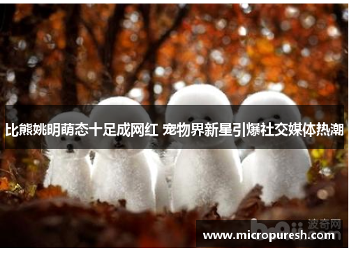 比熊姚明萌态十足成网红 宠物界新星引爆社交媒体热潮